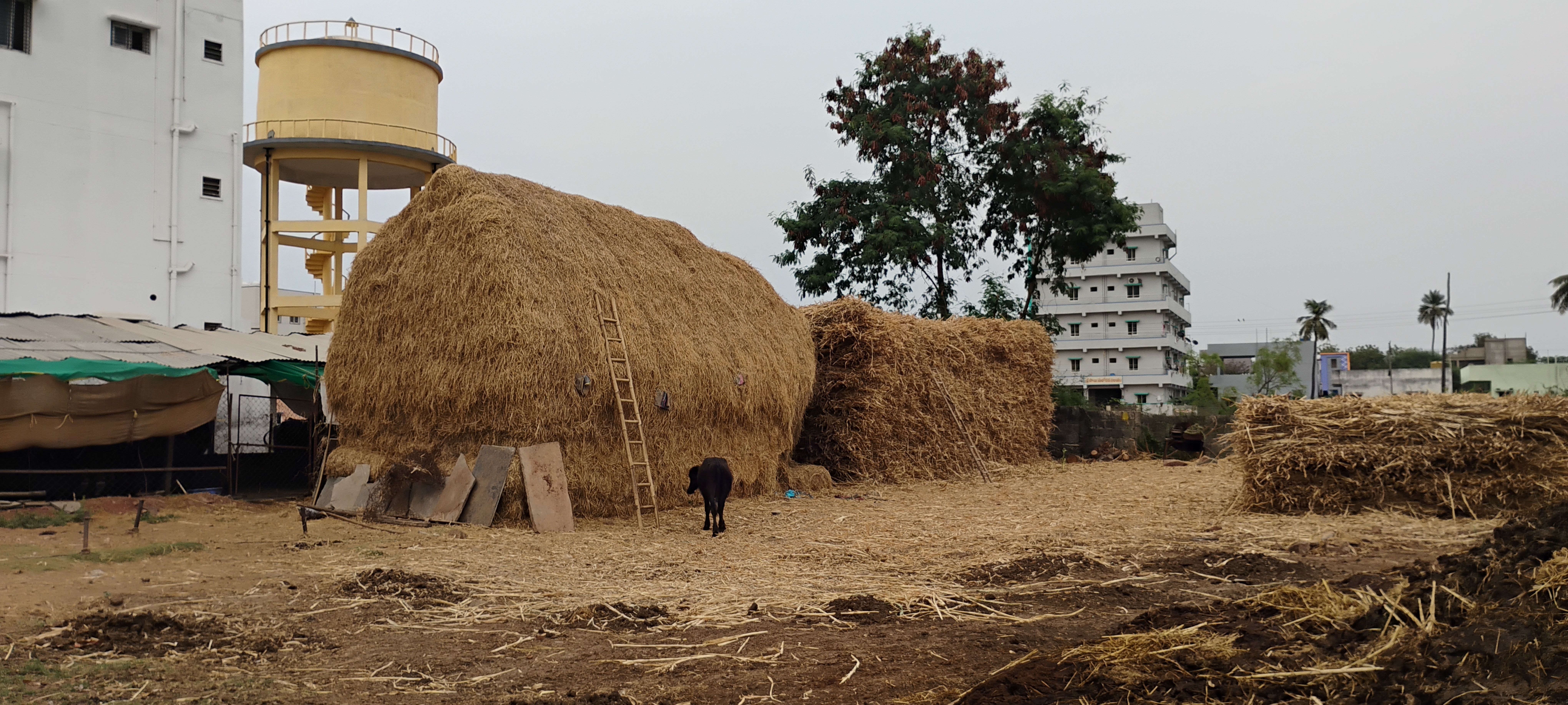 Buffalo Feed & Hay Storage
