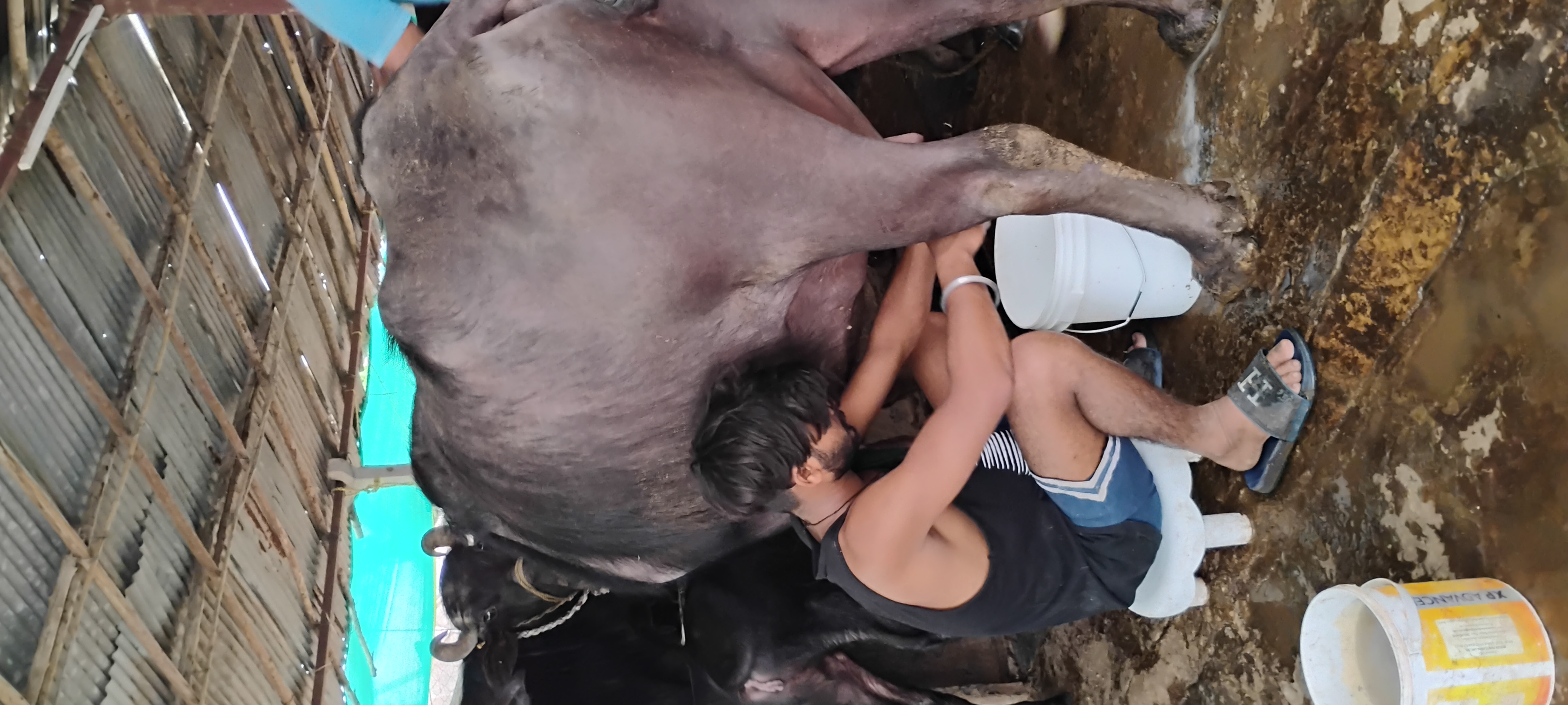 Hygienic Milking Process