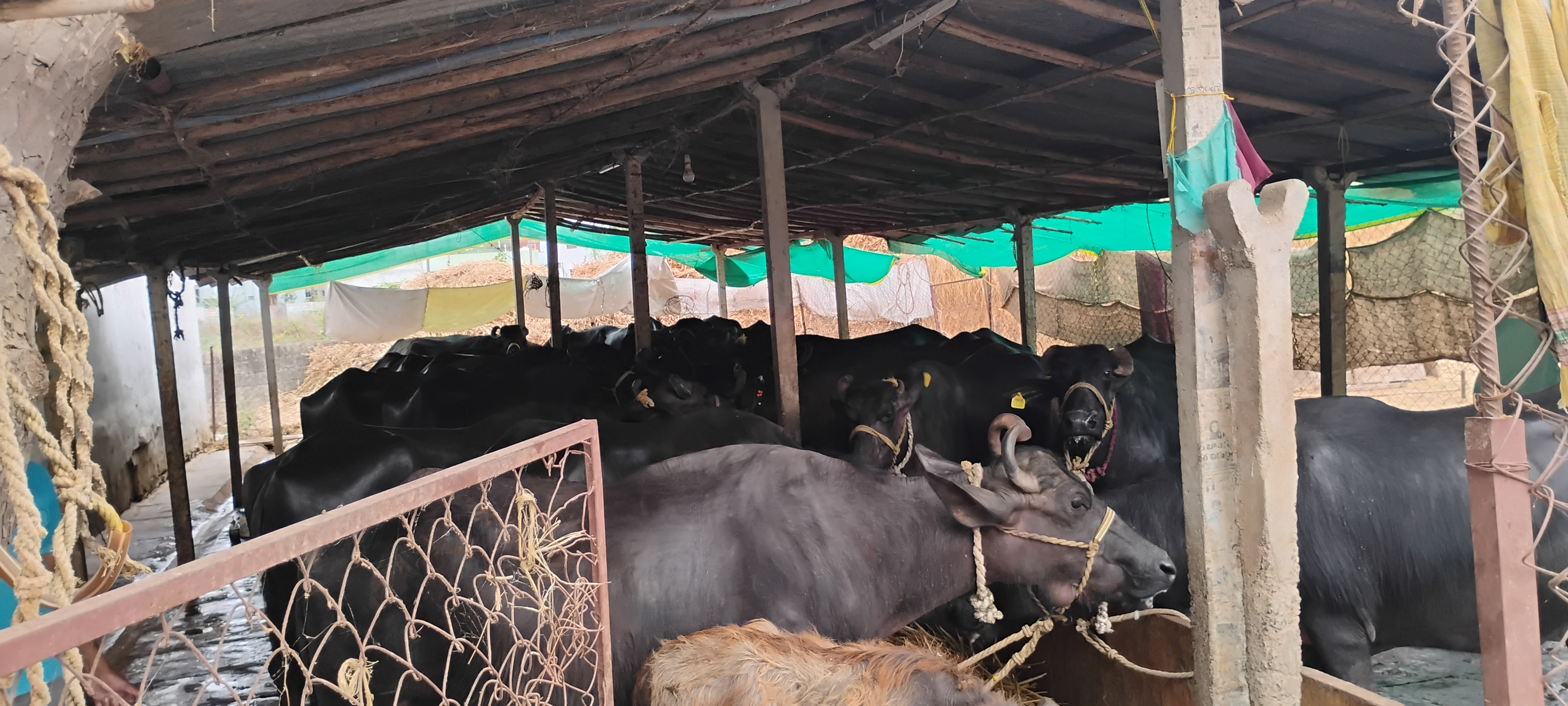 Healthy Buffaloes at our Farm